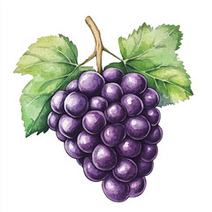 Watercolor Painting of a Lush Grape Bunch with Vibrant Leaves (2)