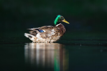 Obraz premium Anas Platyrhynchos aka wild or mallard duck male in evening sun. Isolated on dark black background.
