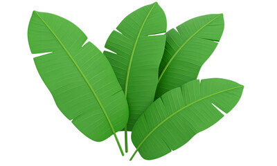 Obraz premium Tropical banana leaf green foliage nature summer jungle isolated botanical fresh lush vibrant decorative exotic plant garden natural eco friendly organic rainforest background design element