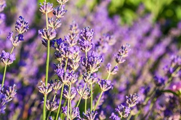 A field of vibrant purple lavender flowers in full bloom.