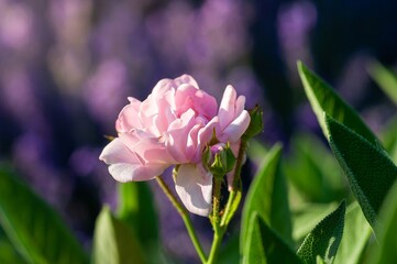 Beautiful pink rose in full bloom, surrounded by green leaves and soft, purple bokeh.