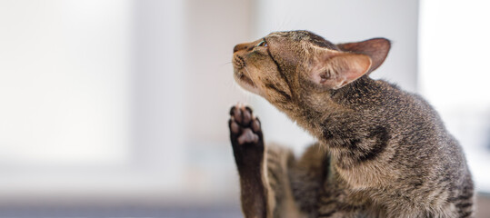 Tabby cat itching itself, possible flea or mite infestation, concept for veterinary treatment and...
