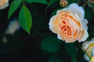 A stunning peach rose in full bloom, showing off its delicate petals in a garden setting.