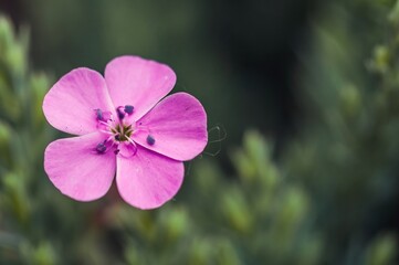 A close-up of a vibrant pink flower in full bloom, showcasing its delicate petals.