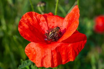 A bee gathers pollen from a vivid red poppy flower in bright sunlight.