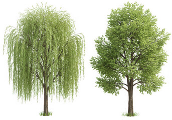 Weeping willow and deciduous tree isolated on transparent background