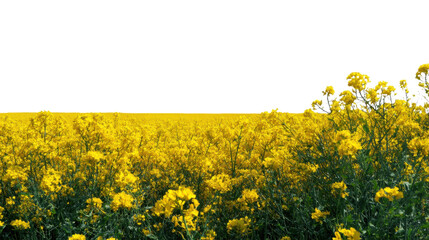 Obraz premium Canola Field Bloom: A vibrant panoramic vista of a canola field in full bloom, presenting a sea of yellow blossoms extending to the horizon.