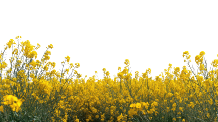 Golden Fields: A vibrant tapestry of rapeseed flowers dances gracefully in the gentle breeze, evoking feelings of optimism and natural beauty. 