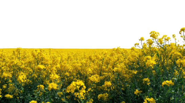 Canola Field Bloom: A vibrant panoramic vista of a canola field in full bloom, presenting a sea of yellow blossoms extending to the horizon.