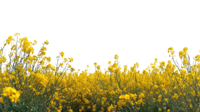 Golden Fields: A vibrant tapestry of rapeseed flowers dances gracefully in the gentle breeze, evoking feelings of optimism and natural beauty. 
