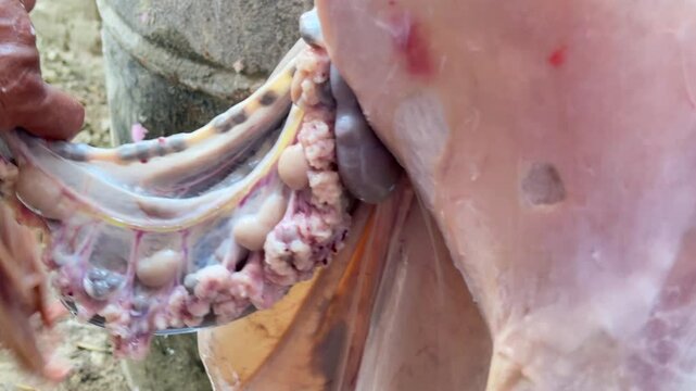 Qurbani Meat, A Sacred Tradition of Eid ul Azha Promoting Health, Hygiene, Nutrition, Spirituality, Beauty, and Ethical Meat Consumption Clip 1