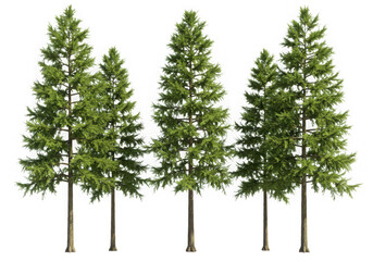 Obraz premium Four evergreen trees isolated on transparent background