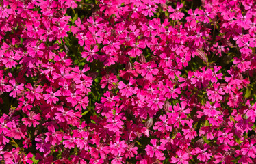 A close up of pink flowers with green leaves