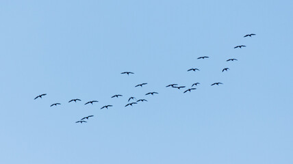 A flock of birds flying in the sky