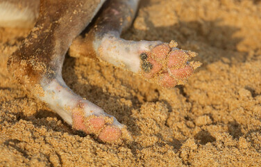 A dog's paw is on the sand, with a white spot on it