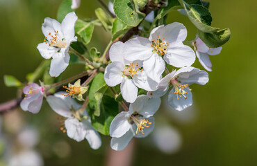 A cluster of white flowers with yellow centers