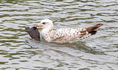 A bird is swimming in the water with a fish in its mouth
