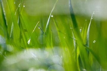 Aphids on a plant stem in nature