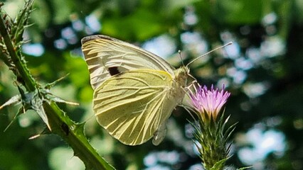butterfly on pink, flower in the forest