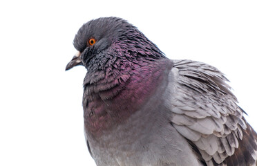 A pigeon with a pinkish purple head
