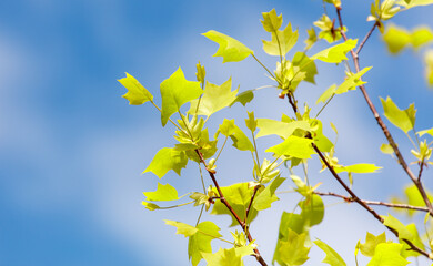 A tree with green leaves is in the sky