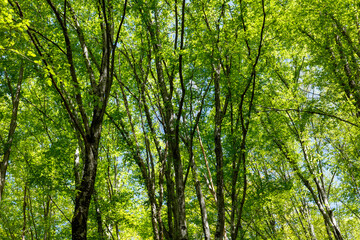 A forest with many trees and a clear blue sky