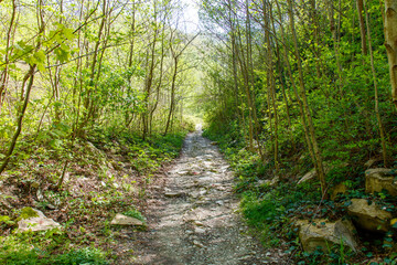 A path through a forest with a lot of trees and rocks
