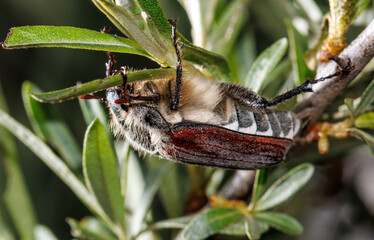 A brown and red bug is sitting on a leaf