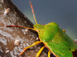 A green bug with yellow legs is on a branch