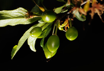 A cluster of green fruit hanging from a tree