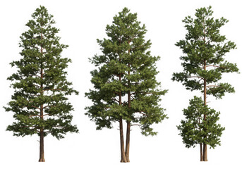 Fototapeta premium Four pine trees isolated on transparent background
