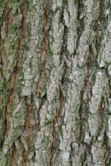 Beautiful close-up of the bark of robinia meomexicana
