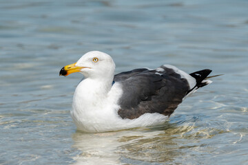 gull