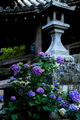 長谷寺紫陽花の時期
