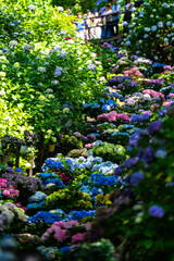 長谷寺紫陽花の時期