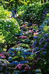 長谷寺紫陽花の時期
