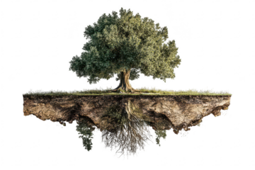 Olive tree, roots, earth,  nature,  growth