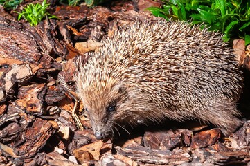 A charming hedgehog explores its woodland habitat, surrounded by natural textures of wood and greenery.