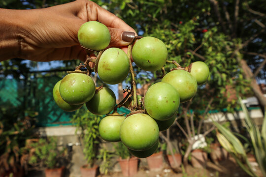 Glue berry, Lasoda or bird lime fruit used to make pickle, is healthy