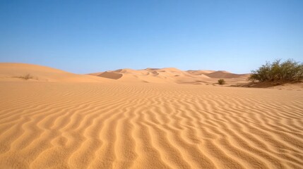 Vast expanse of golden sand dunes under a clear blue sky.  Gentle ripples across the surface