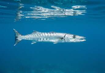 Fototapeta premium Great Barracuda Underwater Profile Vibrant Blue Water