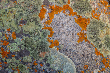 Orange and green lichen covering sedimentary rock surface in natural outdoor setting in Kyrgyzstan