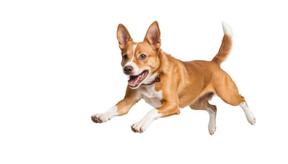 Adorable white border collie puppy portrait