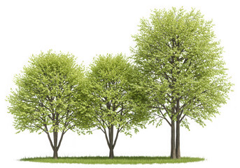 Fototapeta premium Three lush green trees isolated on transparent background