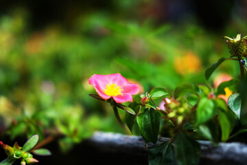 Blooming fresh pink Common Purslane or moss rose flower on green lawn grass in natural sunlight shining day in garden. Copy space