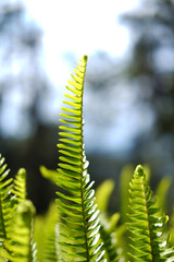 Close up fresh green fern leaves plant meadow in tropical forest and natural sunlight in sunny day background. Copy space