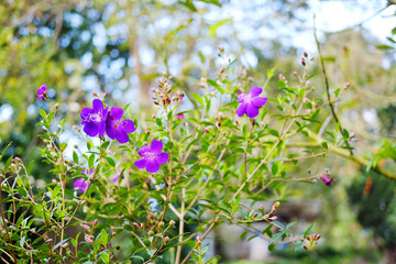 Blooming fresh vibrant purple geranium flowers meadow in sunny of summer in garden