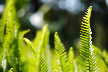 Fresh green fern leaves plant meadow in tropical forest and natural sunlight in sunny day background. Copy space
