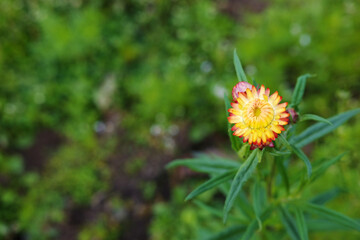 Blooming fresh yellow straw flower or paper daisy meadow in natural sunlight decorated in garden. Copy space