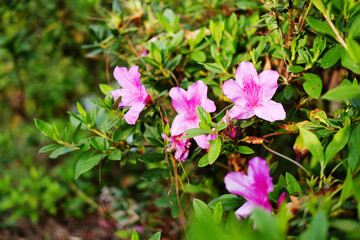 Blooming fresh pink Azalea flowers meadow in natural sunlight decorated in garden